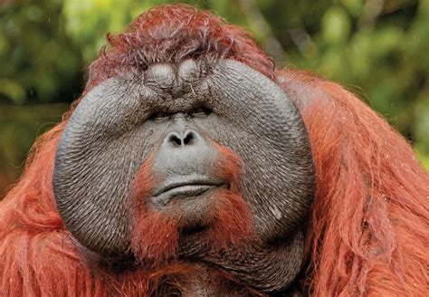 Male Orangutan Primates Male Orangutan Amazing Animal Pictures