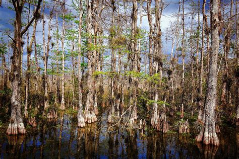 Cypress Swamp 3314 Photograph By Rudy Umans Pixels