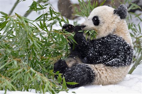 Panda Bamboo Branches Leaves Snow Winter Baby Wallpapers Hd