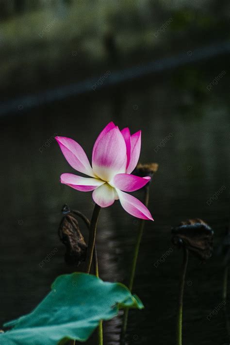 A Lotus Flower Blooms By The Lake During The Daytime Background Day