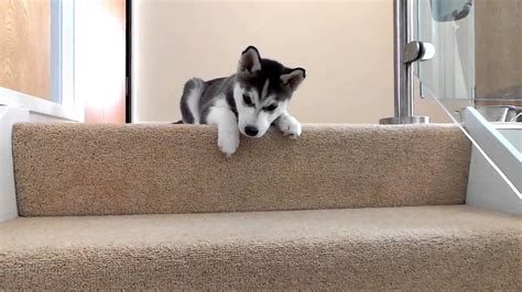 Husky Puppy Trying To Walk Down Stairs Youtube