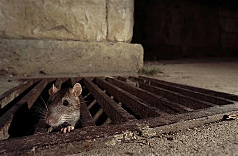 Malattie Trasmesse dai Ratti