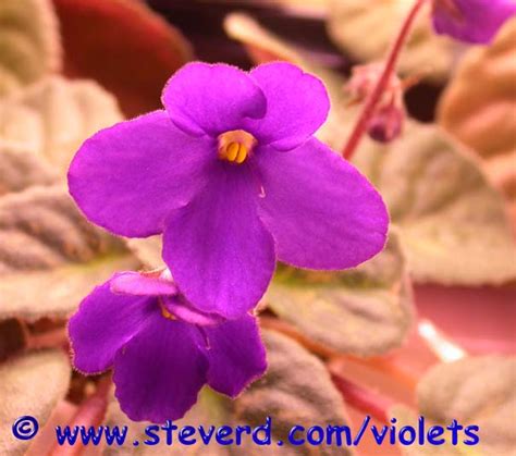 African Violet Leaves For Tradesale
