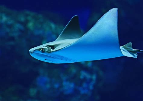 Hd Wallpaper Photography Of Sting Ray Gray Stingray Underwater