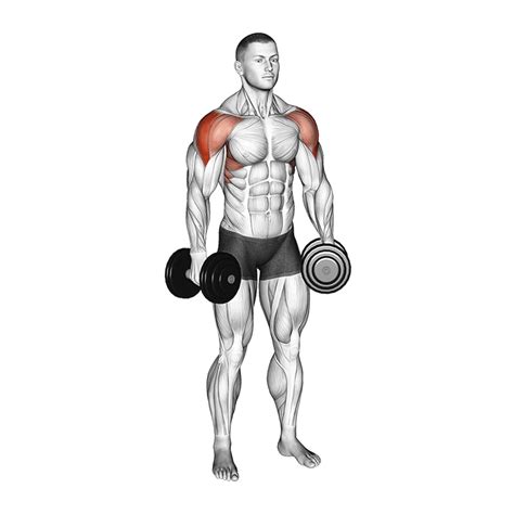 Dumbbell Lateral Raises How To Do Properly And Muscles Worked