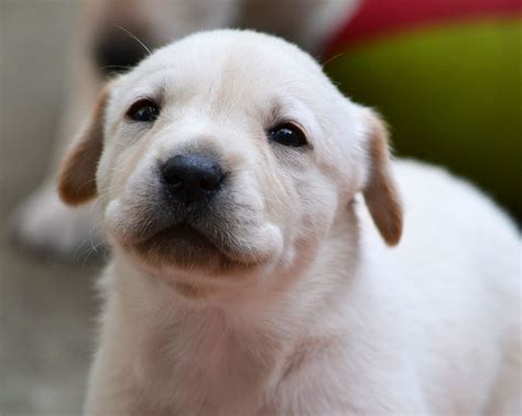 If you're thinking about getting a puppy and you're unsure of what breed to. Yellow Labrador Puppies for sale | Aboyne, Aberdeenshire | Pets4Homes