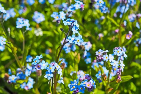 Free Images Flower Flowering Plant Alpine Forget Me Not Blue