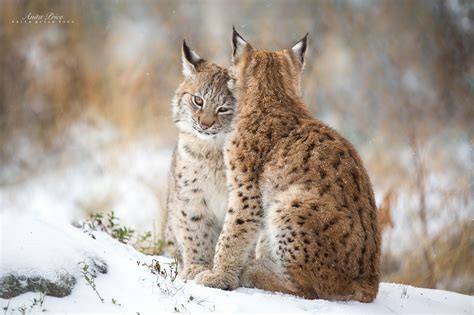 Lynx Love Ii Two Lynxes Cuddling And Hugging Each Other Dead Plants