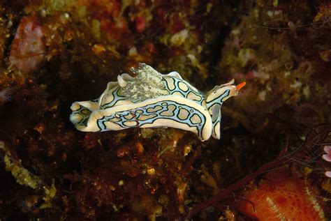 Nudibranch Blue Bay Divers