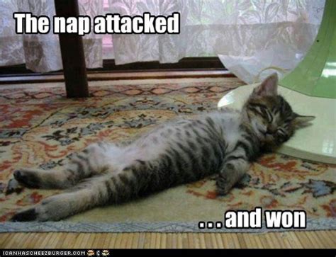 Nap Attack Cat Kitten Meme Kitten Memes Pinterest