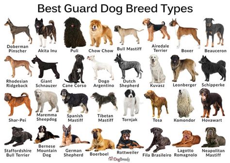 Guard Dogs 98 Breeds √ How To Train A Guard Dog Watchdog Alarm Dog