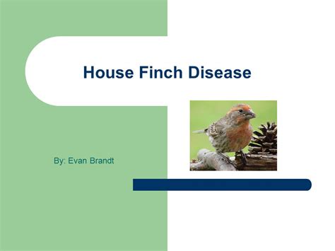 House Finch Disease By Evan Brandt Mycoplasmal Conjunctivitis