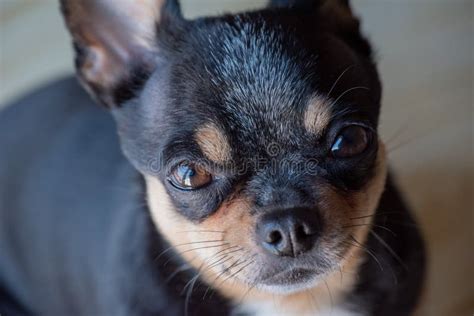 Beautiful Chihuahua Dog Animal Portrait Animal Portrait Stock Image