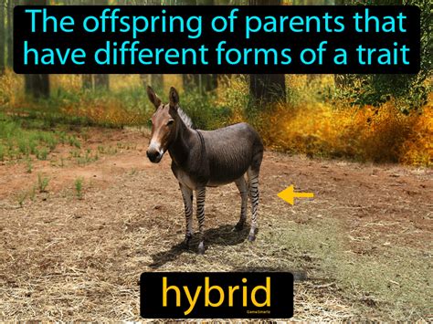 What Are Hybrids In Biology Definition