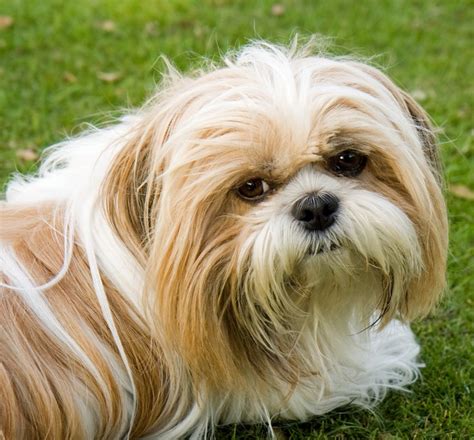 Best Small Breed Hypoallergenic Dogs Dogvills