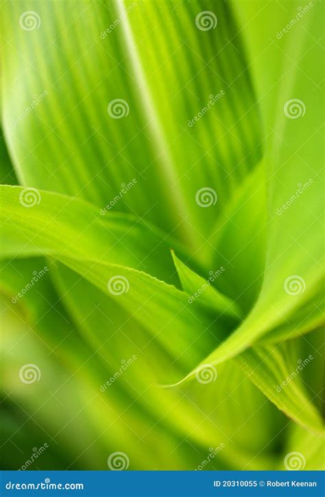 Corn Stalk Leaves Macro Stock Image Image Of Detail 20310055
