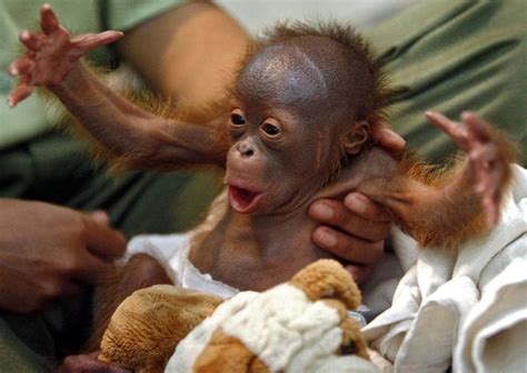 25 Cute Baby Animal Pictures Amazing Creatures