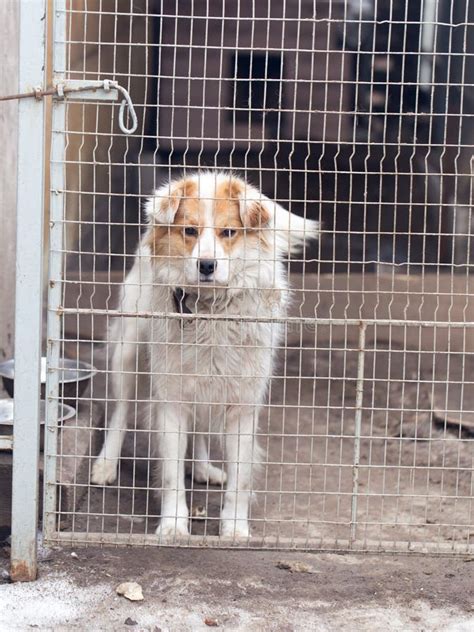 Dog Behind A Fence Stock Photo Image Of Cute Breed 107380670