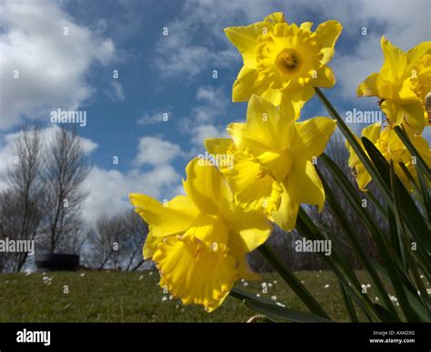 All Yellow Daffodils In Bloom Spring In Parkland With Blue Cloudy Sky