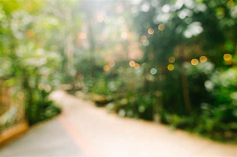 Blurred Garden Park Background With Pathway Stock Photo Download