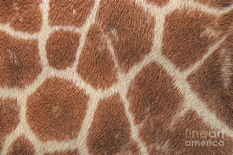 Giraffe Patterns Photograph By Karen Silvestri Pixels