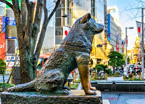 Hachiko The Worlds Most Loyal Dog Who Waited For Its Deceased Master