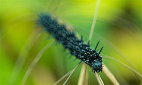 Are Black Fuzzy Caterpillars Poisonous Pests Banned