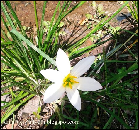 Tanaman hias yang satu ini juga cocok ditanam di wilayah tropis. KLASIFIKASI ILMIAH ZEPHYRANTHES - DAN MANFAATNYA BAGI ...