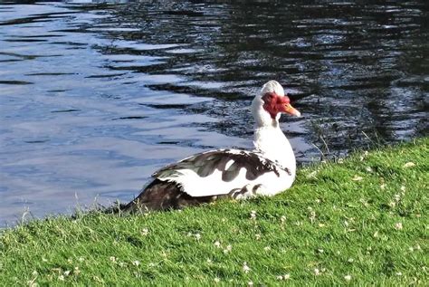 Muscovy Ducks In Florida A Nuisance Or A Welcome Sight Floridaing