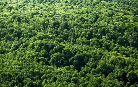 Aerial View Of The Forest High Quality Nature Stock Photos ~ Creative