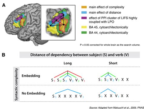 Syntactic Complexity And Working Memory