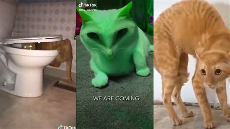 Tiktok Cats Being Cats 😼1 World Cat Comedy