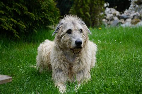 Irish Wolfhound Breed Information And Facts Article Insider