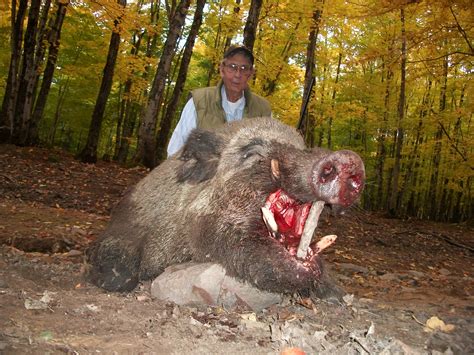 Giant Boar Shot During the Autumn Rut - Hunt and Slay an Authentic Boar During the Autumn Rut