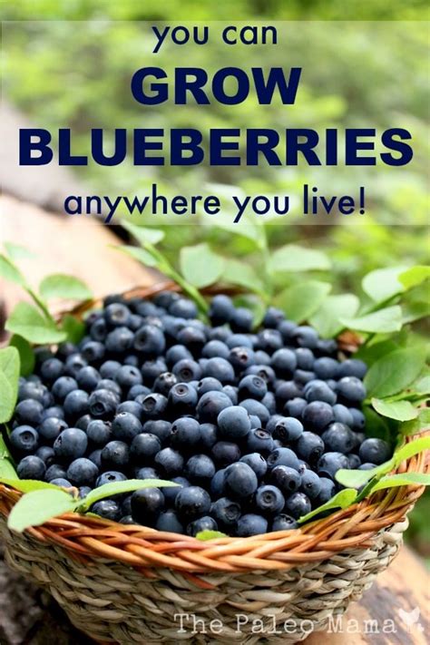 You Can Grow Blueberries No Matter Where You Live The