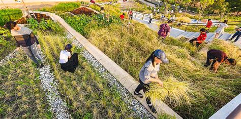 Thammasat University The Largest Urban Rooftop Farm In Asia In 2020