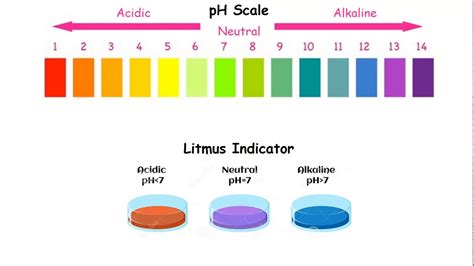 A Simple Guide To The PH Scale And Indicators YouTube