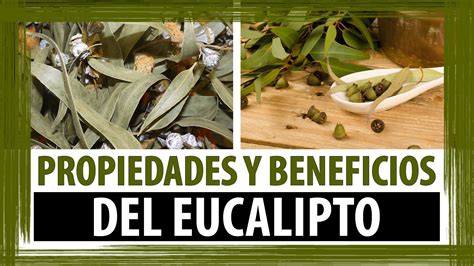 Planta Medicinal Eucalipto Para Que Sirve Y Como Se Prepara Plantă Blog