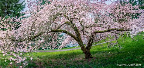 Cherry Trees Mount Tabor Park Portland Or Larry N Olson Photography