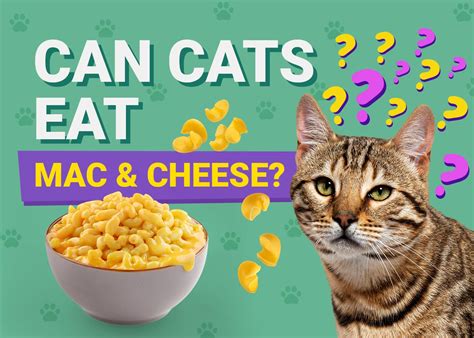 Can Cats Eat Mac And Cheese Vet Reviewed Nutrition Facts And Faq Pet Keen