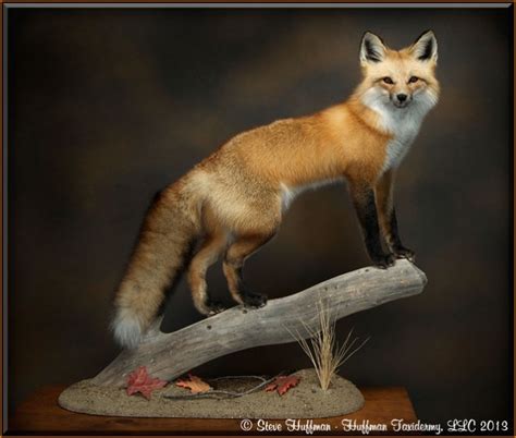 Huffman Taxidermy Llc Red Fox Taxidermy Mount
