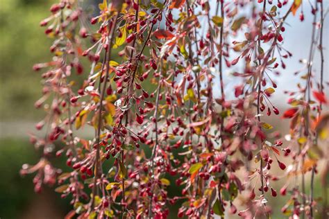 How To Grow And Care For Weeping Crabapple