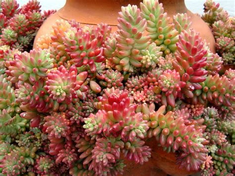 Sedum Rubrotinctum Aurora Pink Jelly Bean World Of Succulents