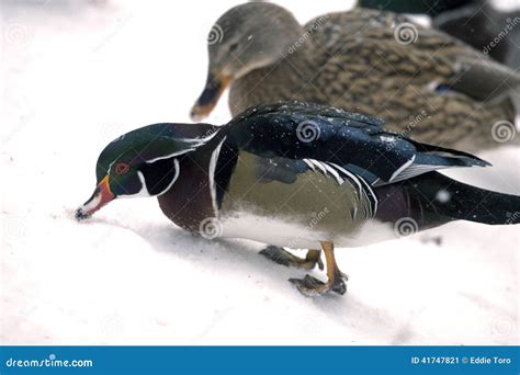 Ducks In Snow Stock Image Image Of Carolina Feathered 41747821