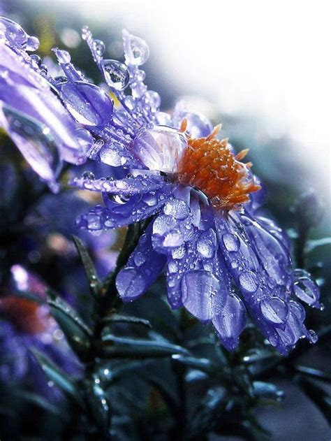 Top 10 Wonderful Flower Photos Rainy Day Photography Rain Photography