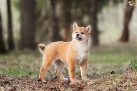 Japanese Shiba Inu Dog Breed Information Buying Advice