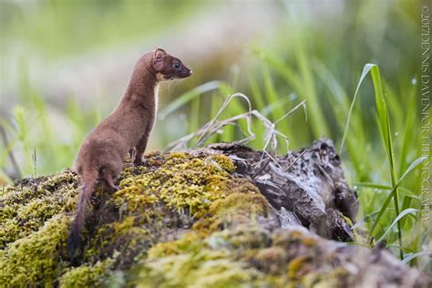 A Small Brown Animal Standing On Top Of A Moss Covered Log