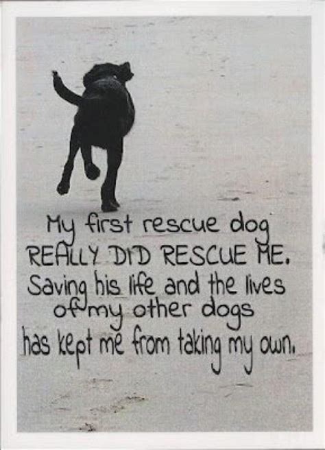 213 rescue quotes, film quotes, movie lines, taglines. 10 best images about Quotes for Amazing Rescue Dog on Pinterest