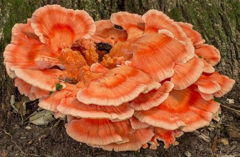 Nature And More Chicken Of The Woods Stuffed Mushrooms Mushroom Fungi