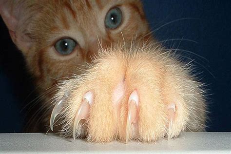 How Much Does It Cost To Declaw a Cat - Cat Declawing ...